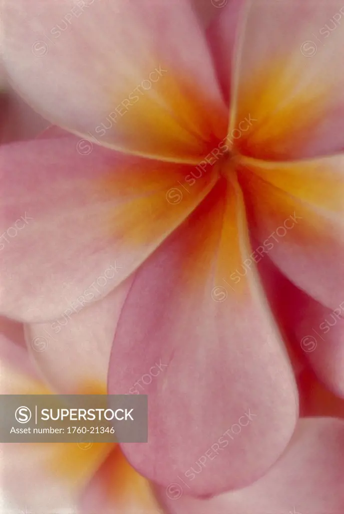 Extreme closeup, center pink plumeria flower with orange yellow detail D1791