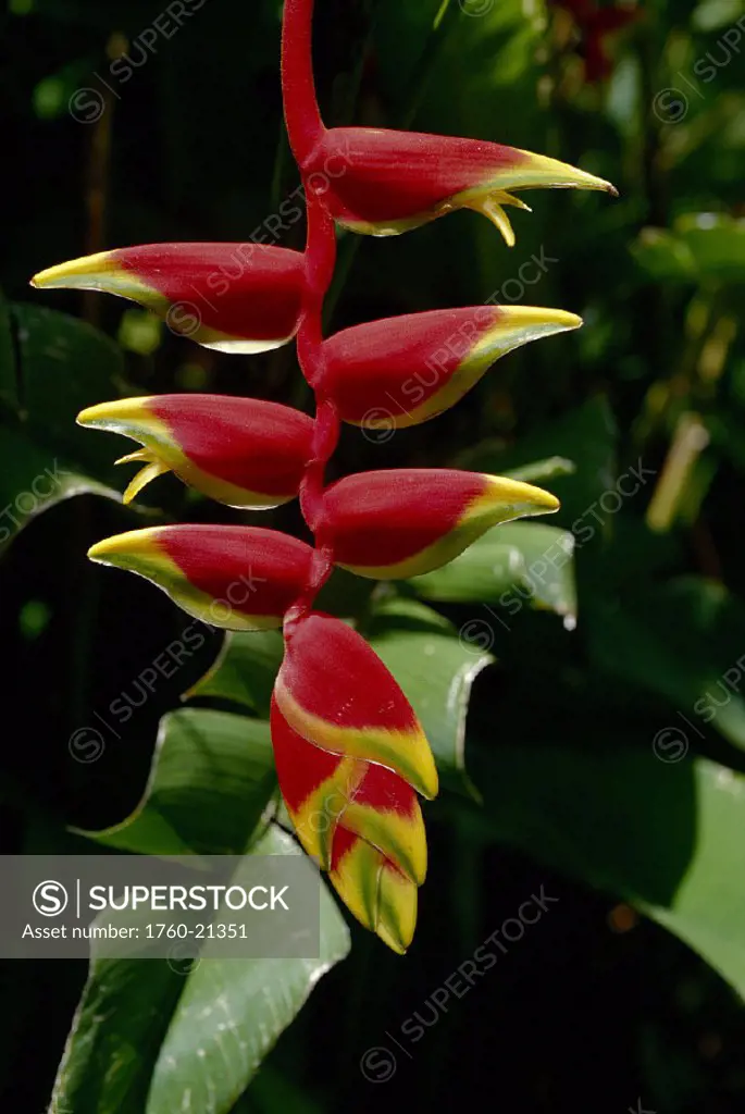 Closeup of hanging lobster claw Heliconia D1767 (Heliconia rostrata)