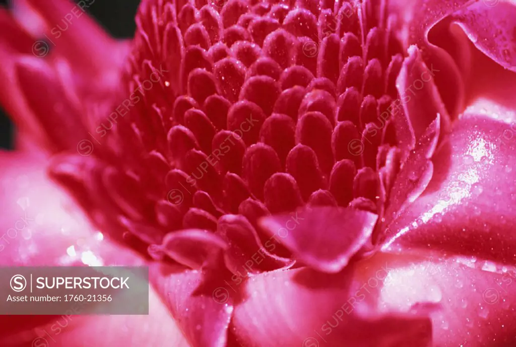 Hawaii, Maui, Extreme close-up of pink torch ginger blossom, shiny and wet with dew, detail
