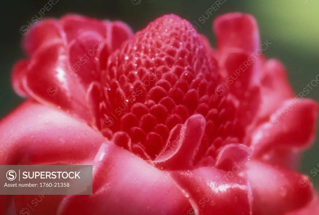 Hawaii, Maui, Extreme close-up pink torch ginger blossom, outdoor dewdrops shiny petals wet