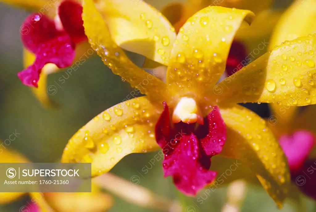 Close-up hybrid dendrobium orchid, yellow petals with dark purple center