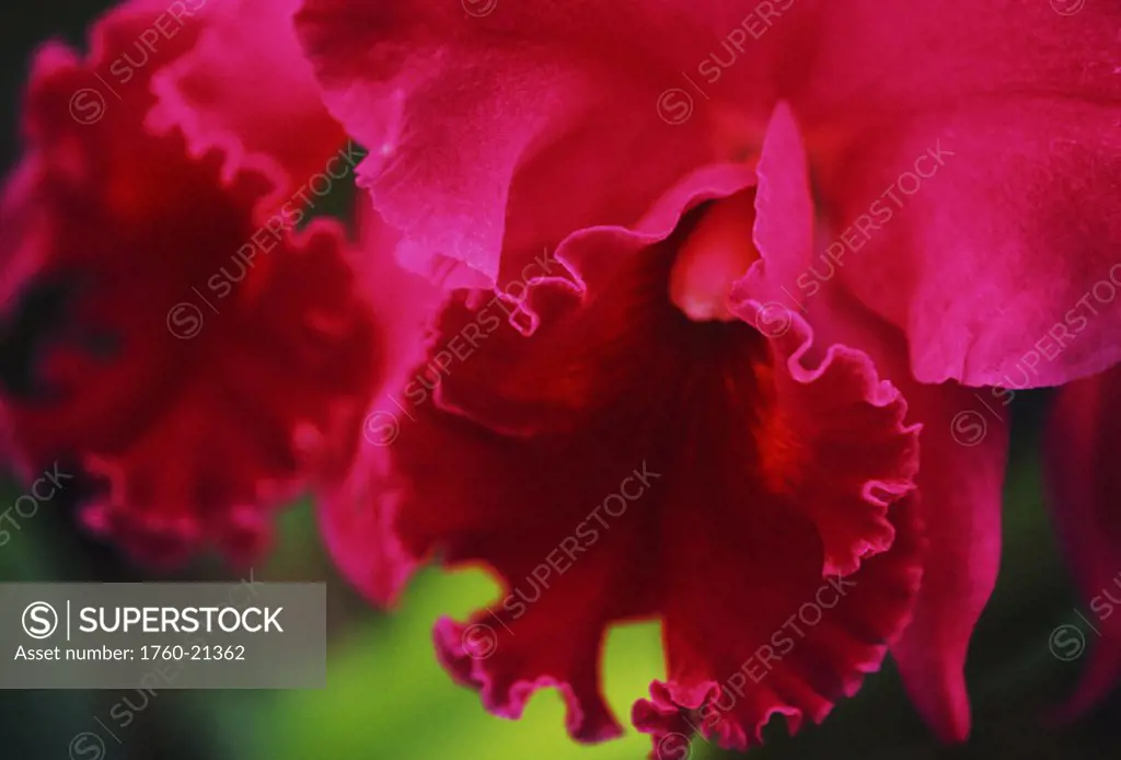 Hawaii, Close-up of cattleya orchid, purple with darker center on plant green blurry background