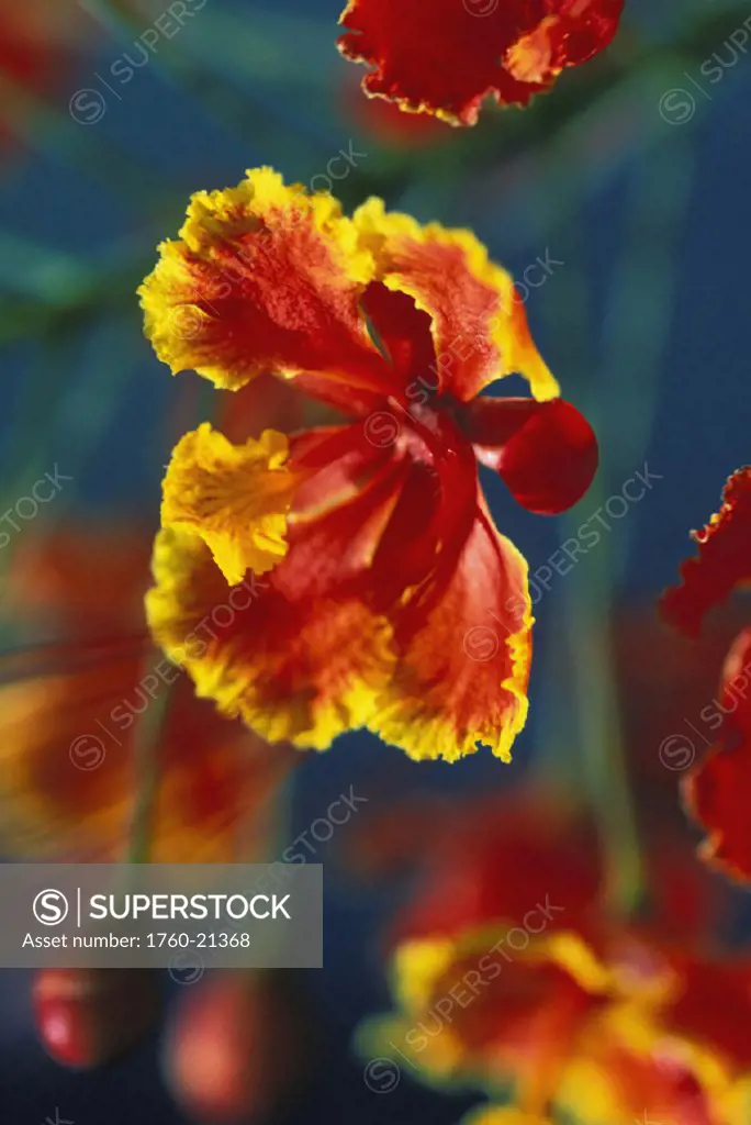 Hawaii, Maui, Close-up of royal Poinciana blossom red and orange flower with yellow edges, plant tree