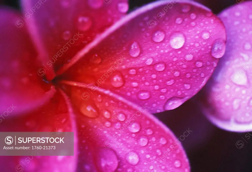 Hawaii, Maui, Extreme close-up purple pink plumeria blossom water droplets aka frangipani