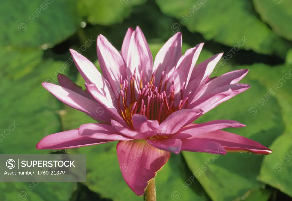 Hawaii, Maui, Close-up of purple water lily on plant with green lily pads background, sunny