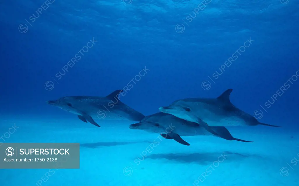 CARI, Little Bahama Bank, 3 Atlantic Spotted Dolphins (Stenella attenuata)  B1899