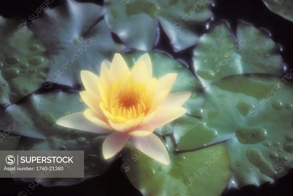 Hawaii, Maui, Huelo, Yellow water lily blossom surrounded by green lily pads calm pond surface