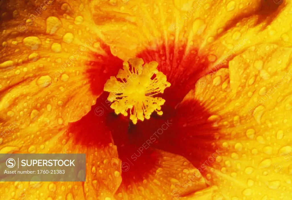 Hawaii, Maui, Extreme close-up yellow hibiscus blossom with red center, water droplets