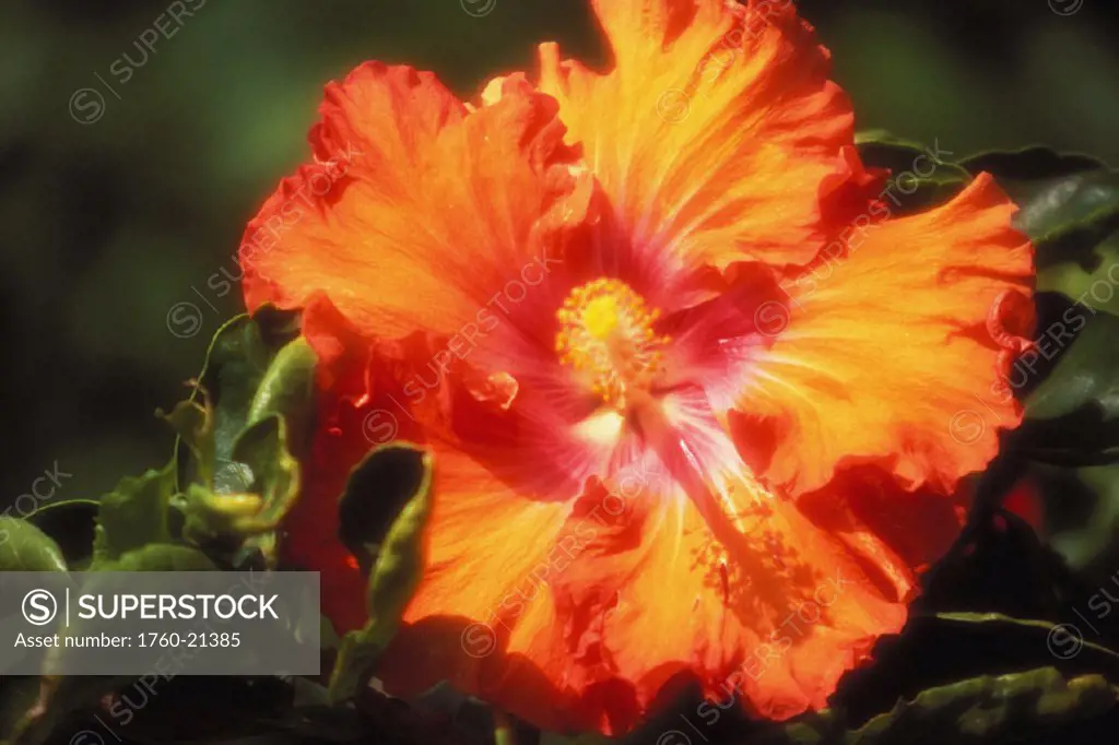 Hawaii, Large orange hibiscus blossom with pink center outdoor sunshine, shadow pistil and stamen yellow on plant