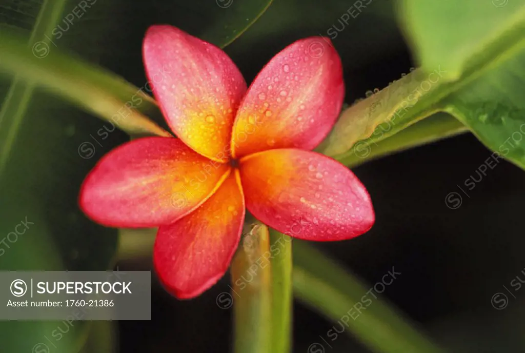 Pink plumeria flower resting on banana plant stems