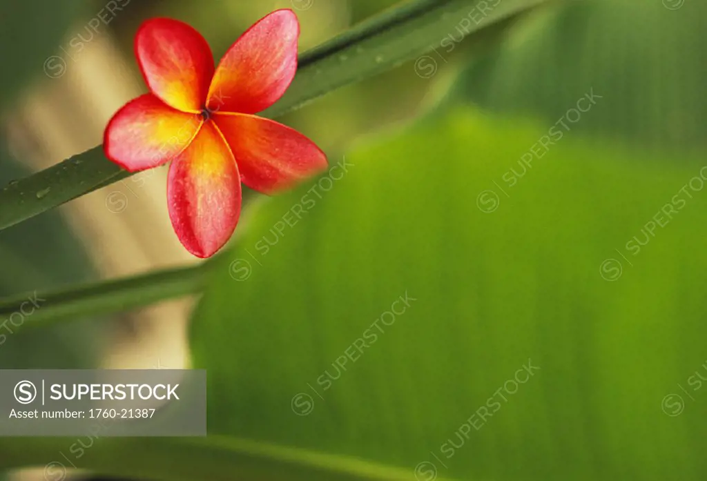 Pink plumeria flower resting on banana plant stem leaves in background