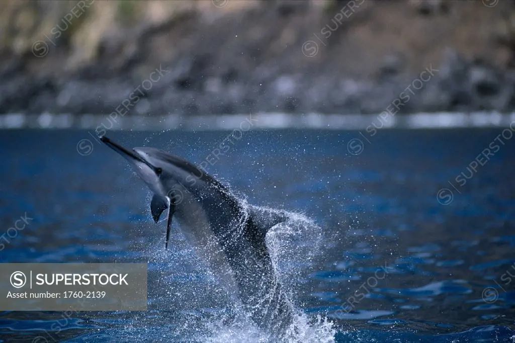 Spinner Dolphin (Stenella longirostris) jumps and twists in air, Hawaii B1879