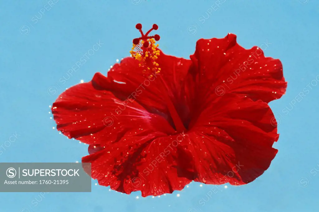 Close-up of single red hibiscus floating in pool