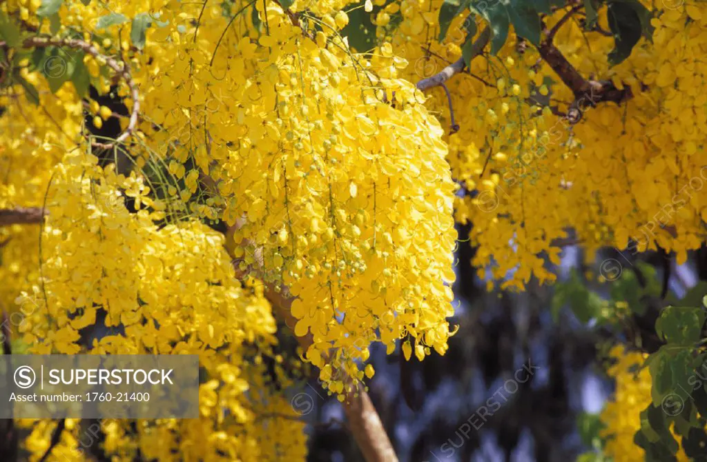 Thailand, Cha-am, Yellow blossoms coincide with the Thai New Year season.