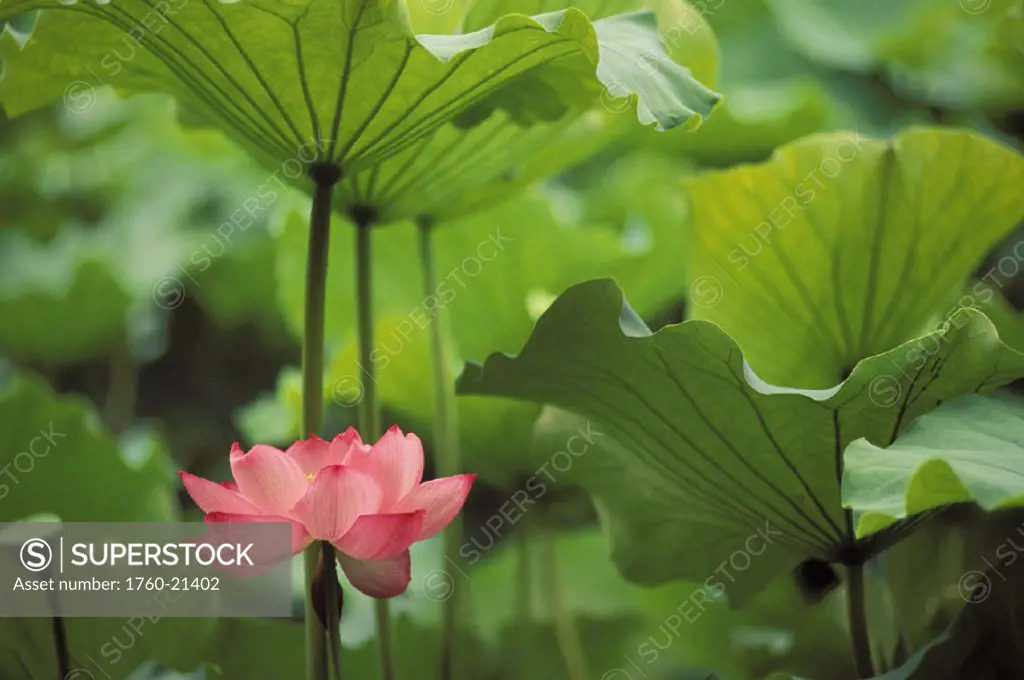 Hawaii, Single bright pink, full lotus blossom amongst green leaf and stems.