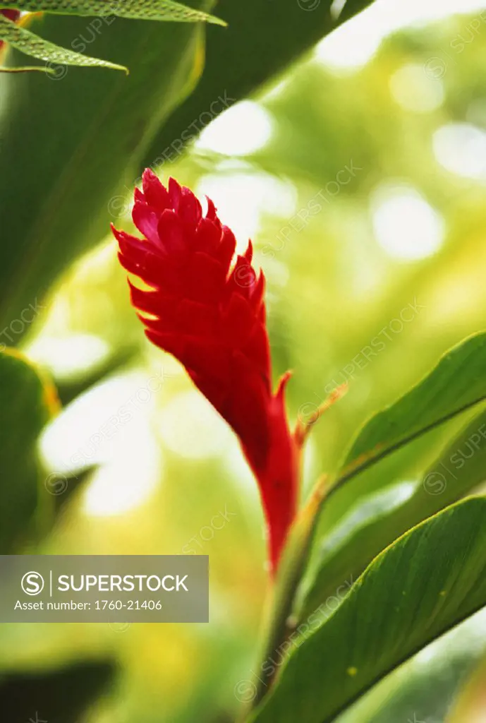 Close-up of beautiful red ginger flower with soft focus and blurry background