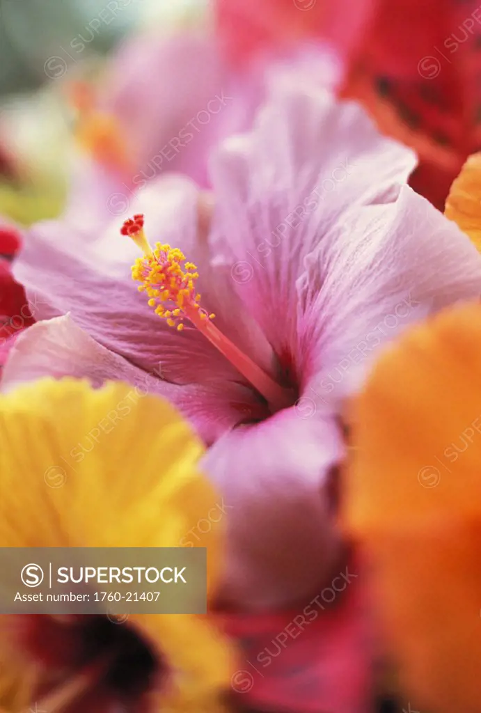 Hibiscus flower arrangement with soft focus, close-up detail, subtle colors
