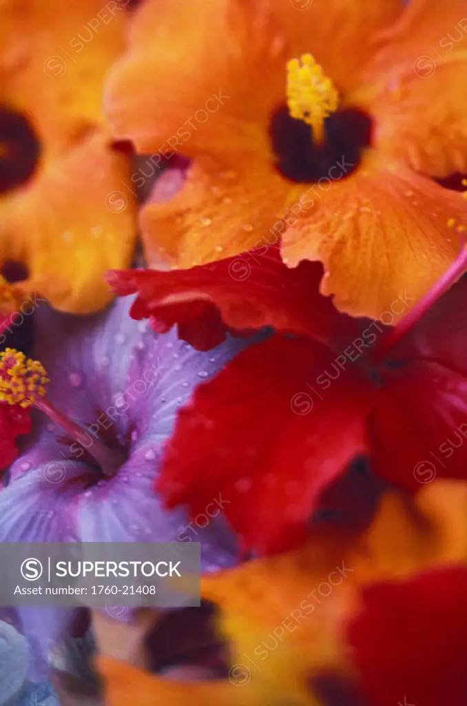 Tropical blooming hibiscus flower arrangement, close-up with colorful detail