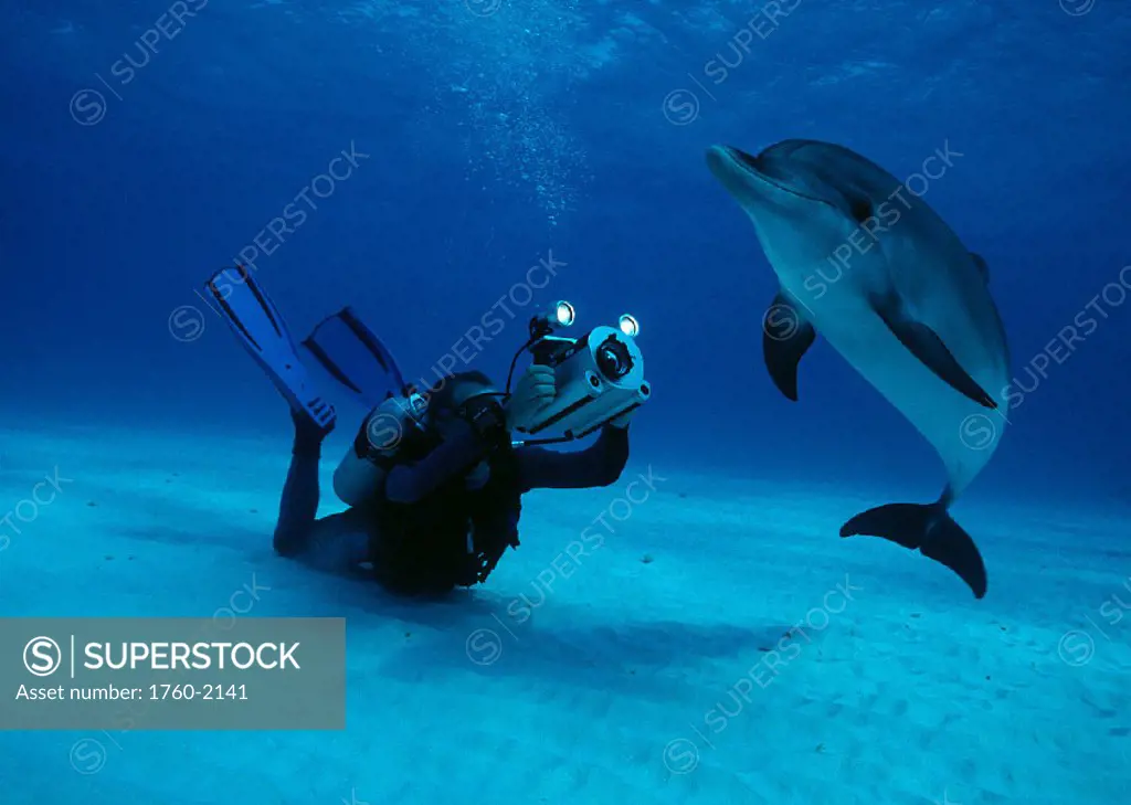 Little Bahama Bank, Spotted Dolphin(Stenella attenuata) diver, camera at bottom B1897 JW0028