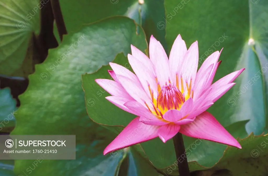 Pink water lily surrounded by leaves