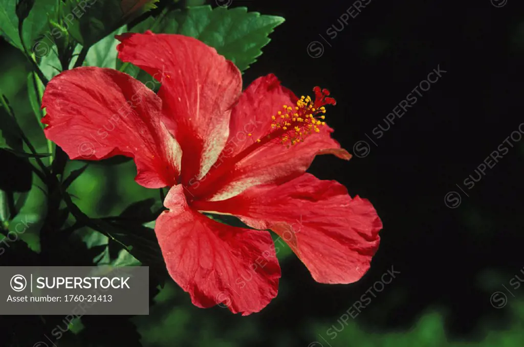 Hawaii, Maui, Close-up of red hibiscus