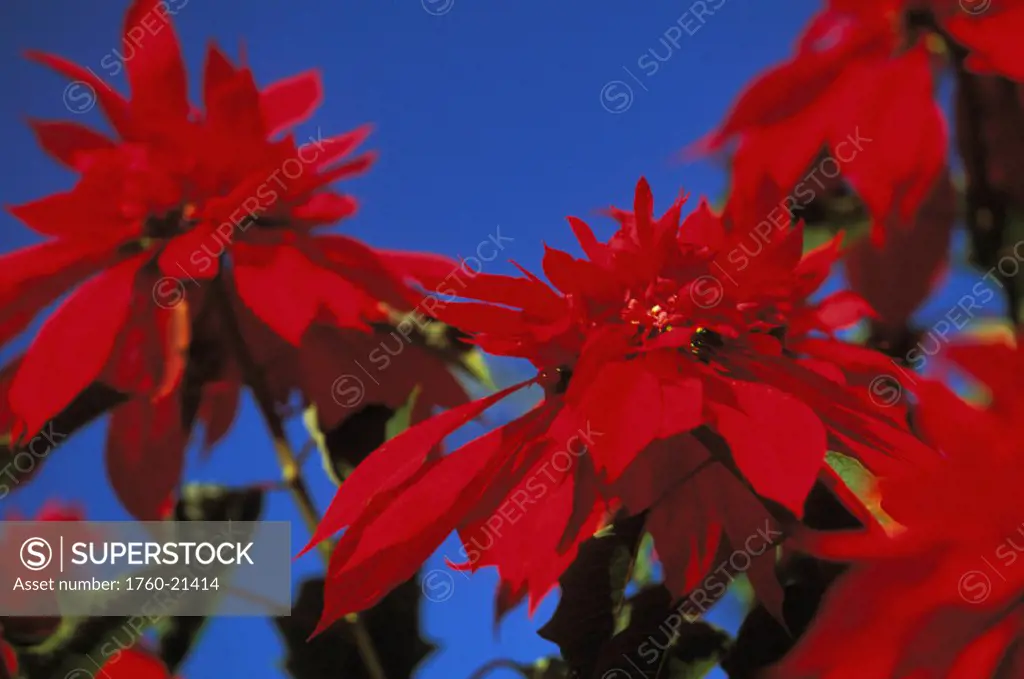 Hawaii, Maui, Close-up of Poinsettia blossoms with blue sky background