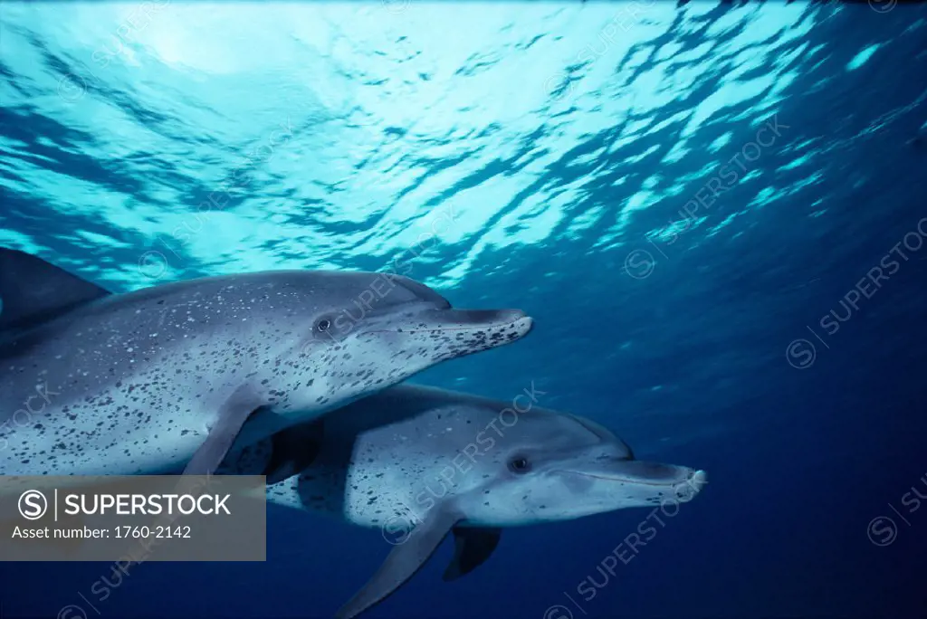 Atlantic Spotted Dolphins u/w closeup nr surface, pair (Stenella attenuata) B1895