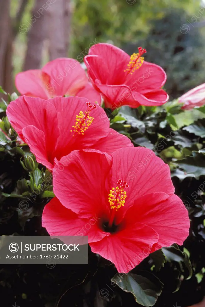 New Jersey, Somers Point, four pink hibiscus