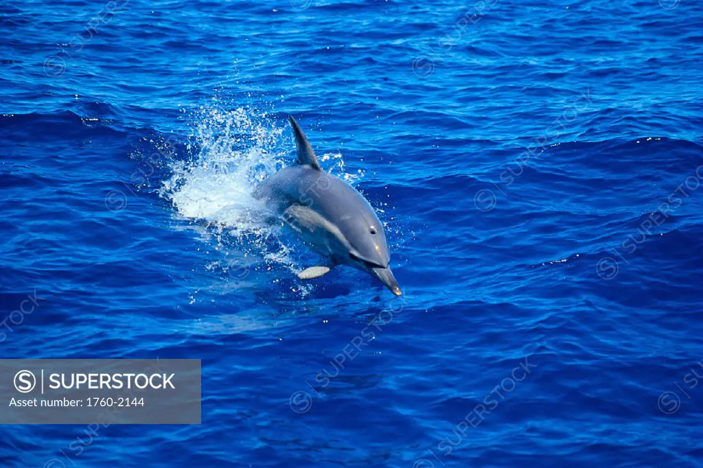 Southern Australia, Common Dolphin (Delphinus delphis) leaps of water C1984/n(DS-1017)