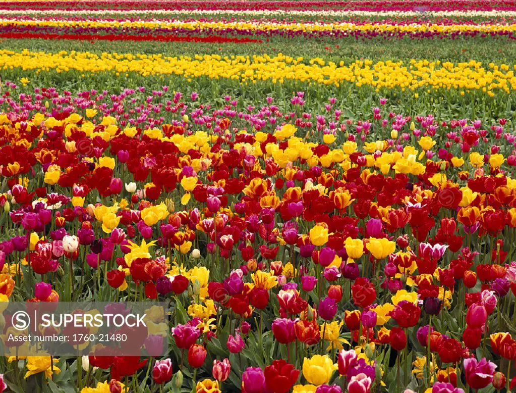 OR, Mt Angel, Wooden Shoe Tulip Co. field of colorful tulips, rows in bkgd