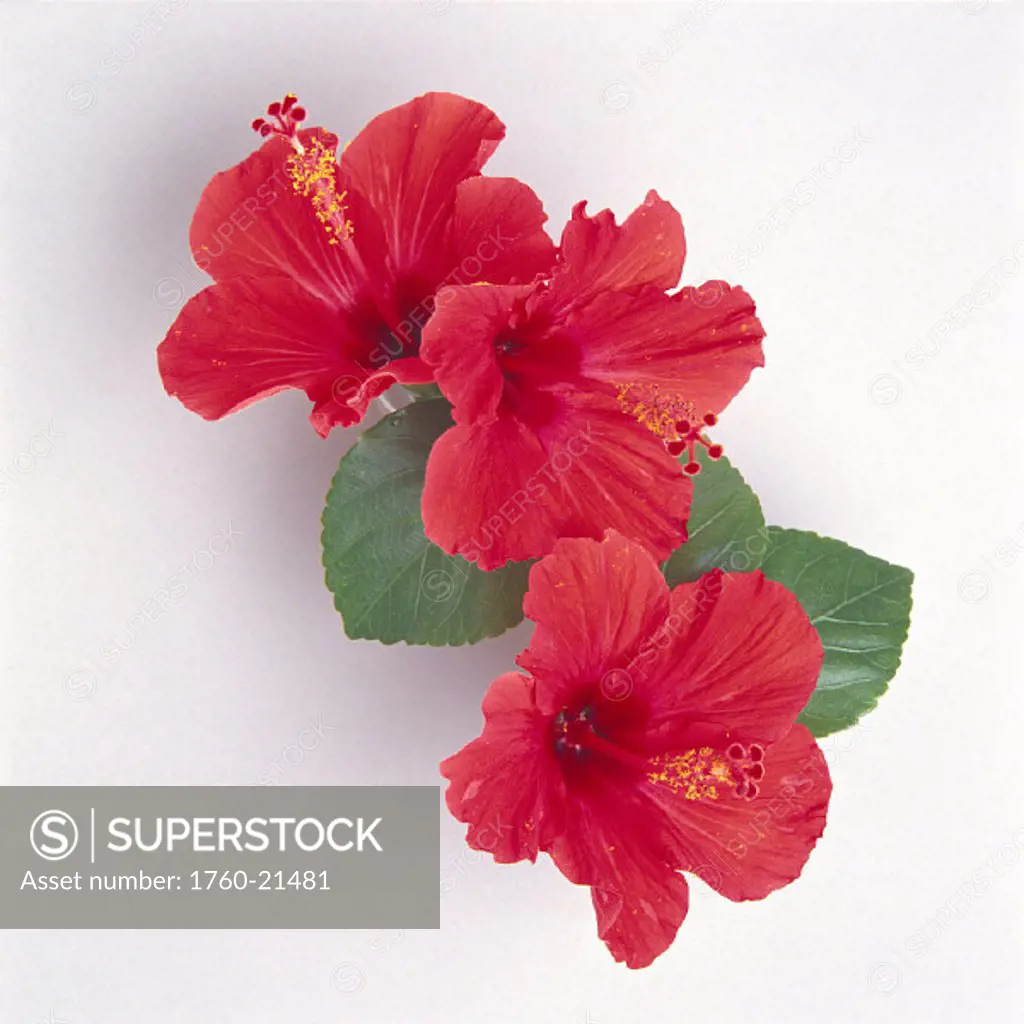Cluster of three red hibiscus flowers on white background