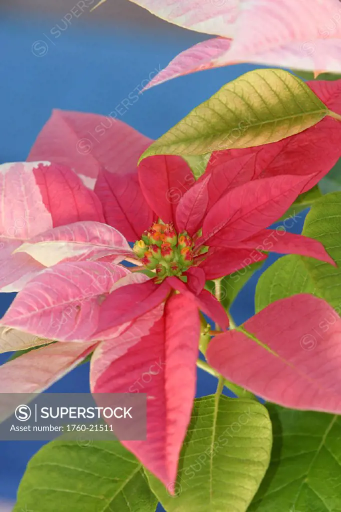Close-up of pink poinsettia with blue background