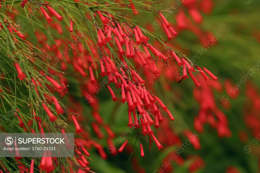 Russelia equisetiformis Firecracker Plant