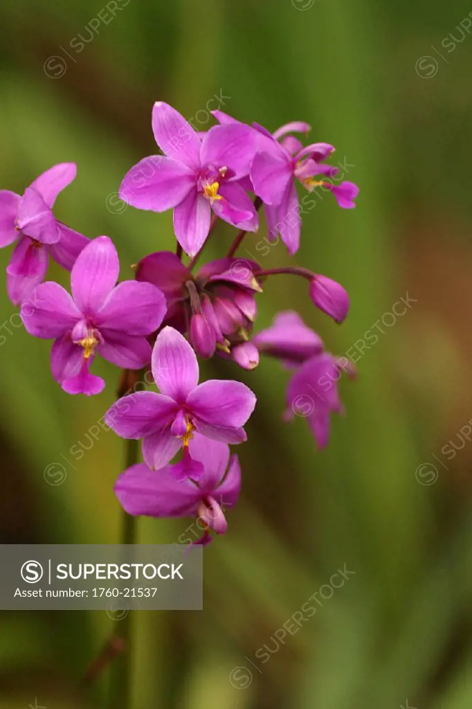 Close-up of a cluster of bright pink orchids
