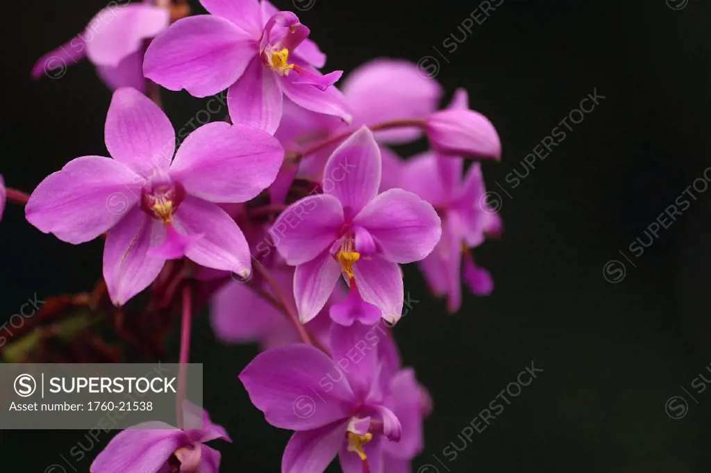 Close-up of a cluster of bright pink orchids