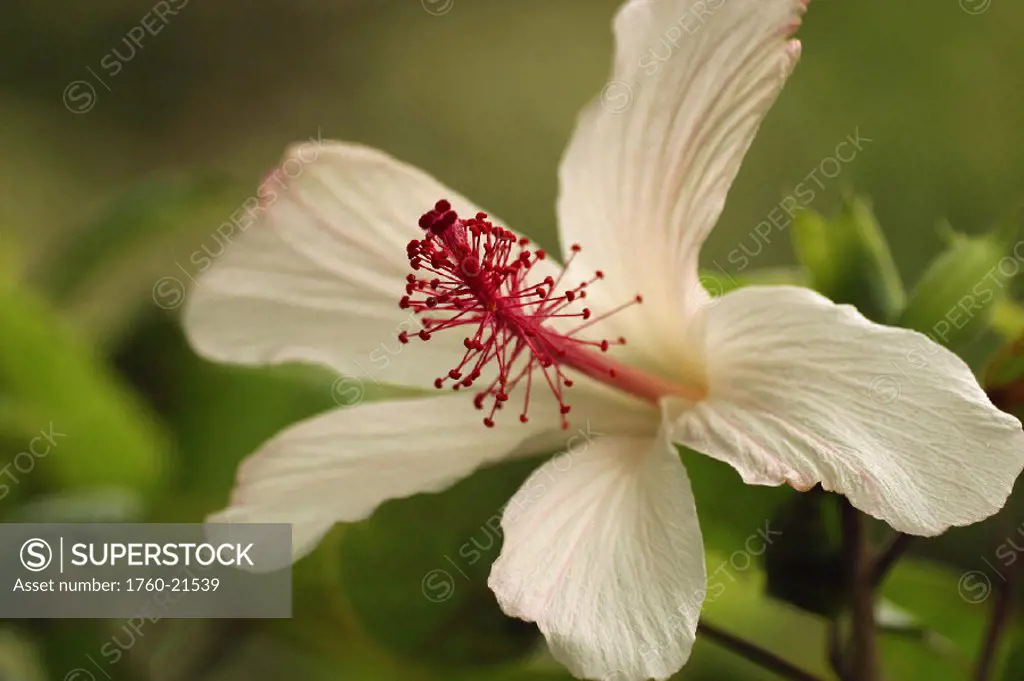 Close-up of white hibiscus with red stamen
