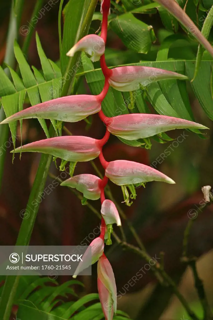 Heliconia species Pink Heliconia
