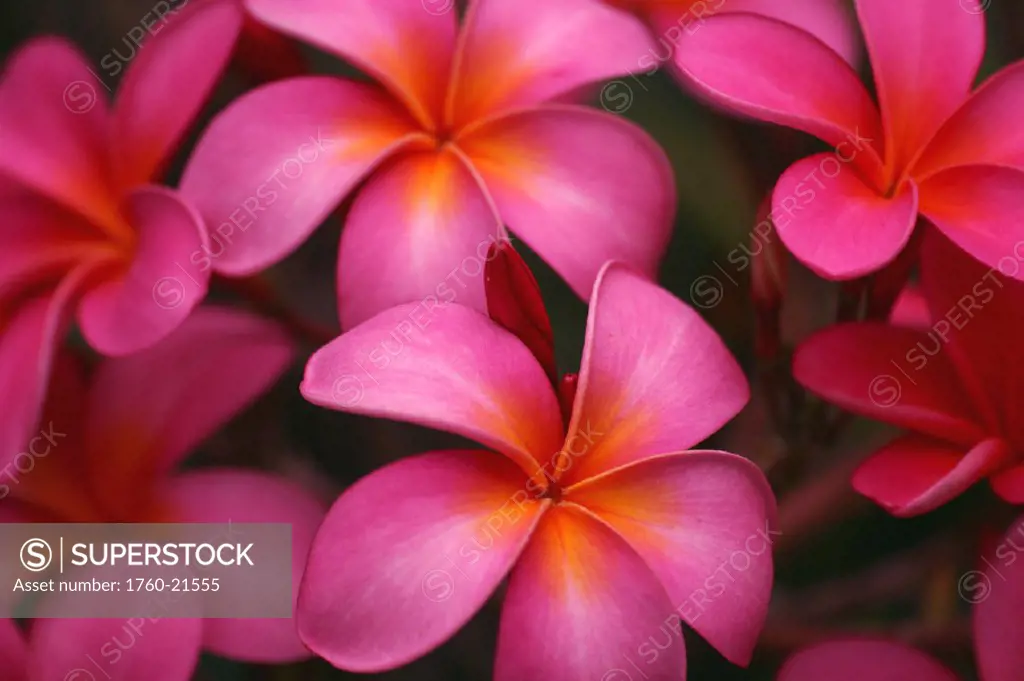 Hawaii, Maui, Pink plumerias.
