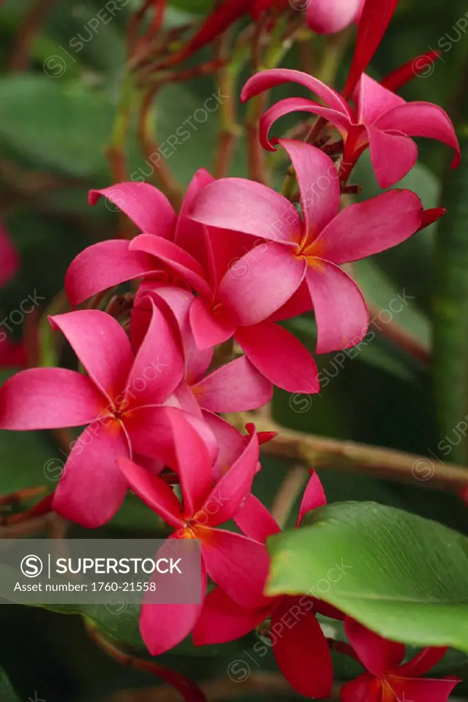 Hawaii, Maui, Pink plumerias.