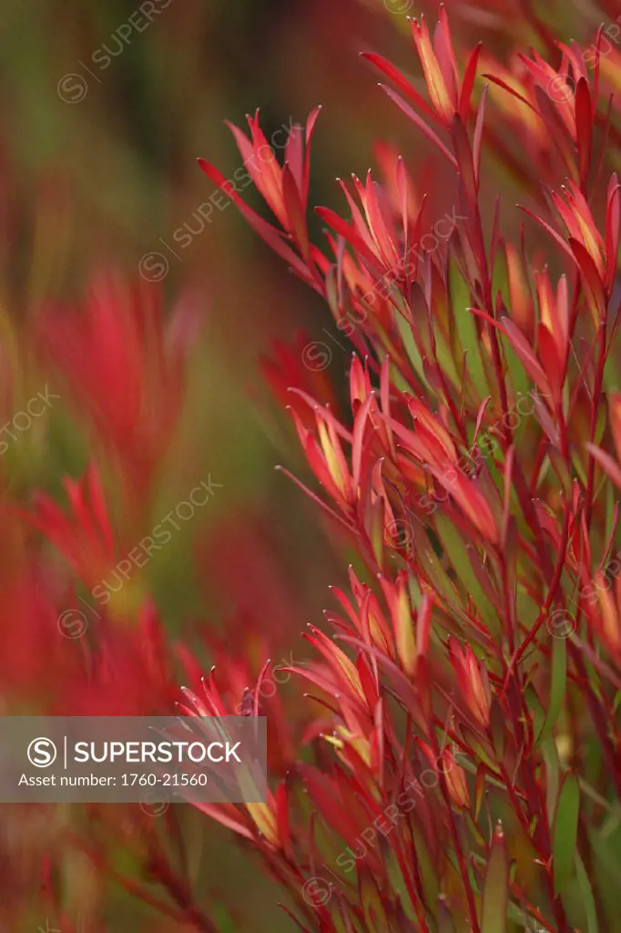 Bush of Red and yellow leaves