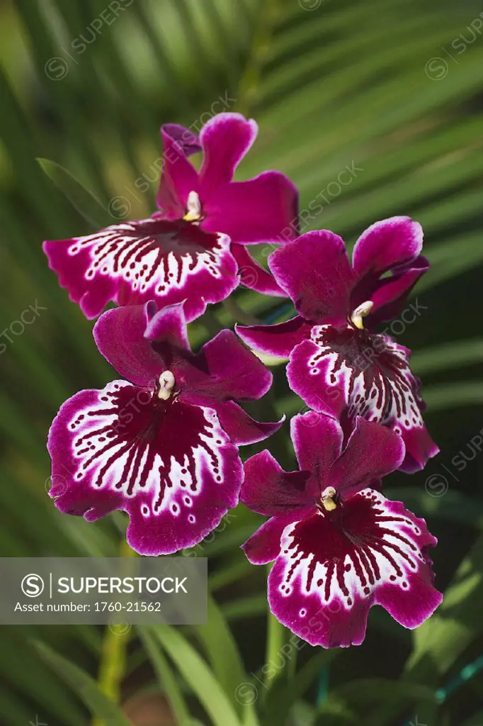 Close-up of bright purple and white orchid