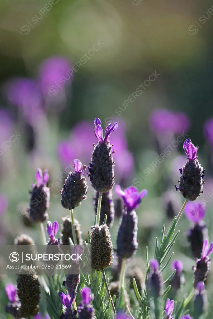 Close-up of a cluster of lavender blossoms