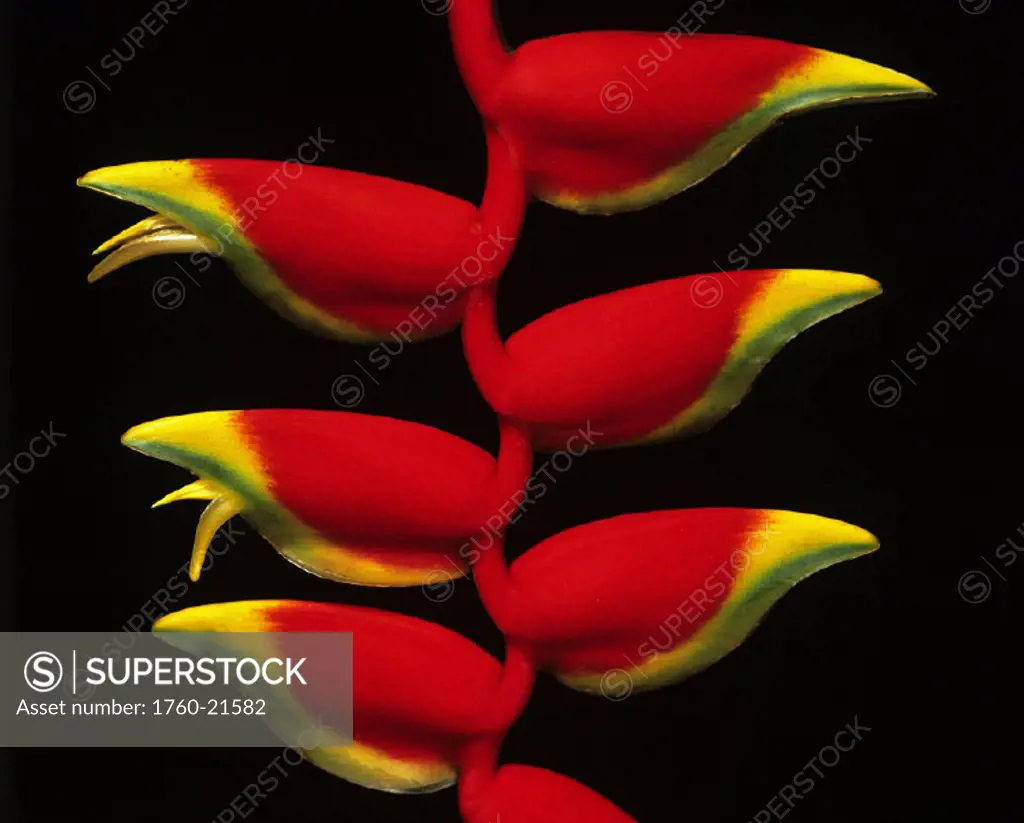 Hawaii, Big Island, Close-up strand of red lobster claw heliconia, green and yellow tips