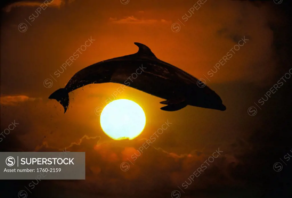 DC Bottlenose dolphin leaps over sunball, orange sky, silhouette C1995