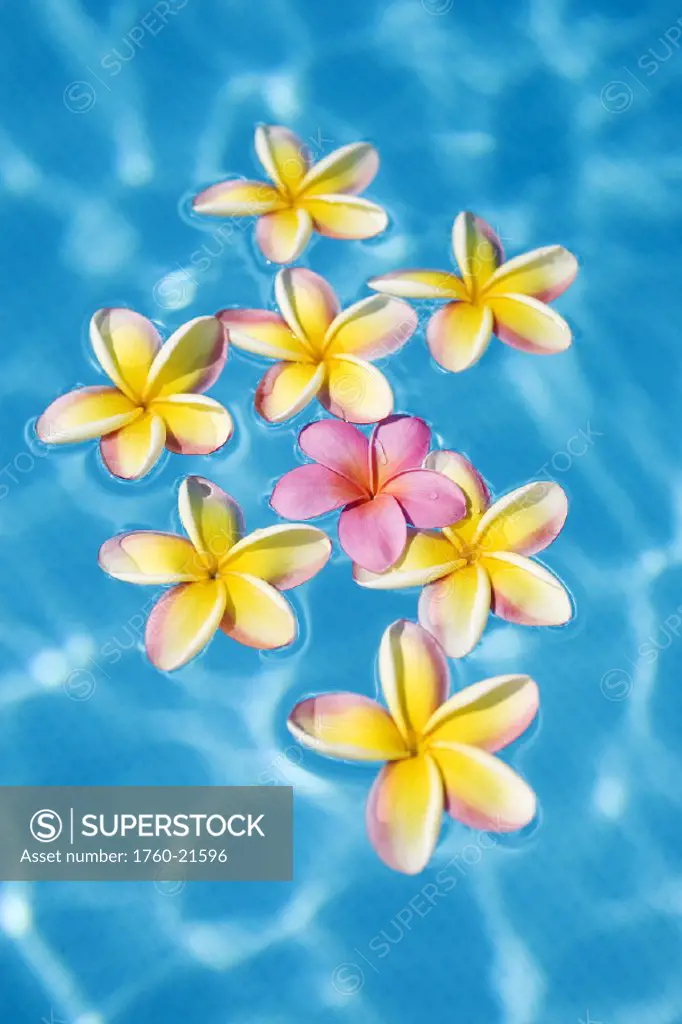 Bright yellow plumeria´s floating around one pink one in turquoise water.