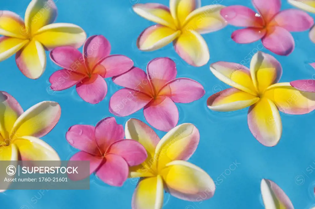 Bright yellow and pink plumeria´s floating in turquoise water.