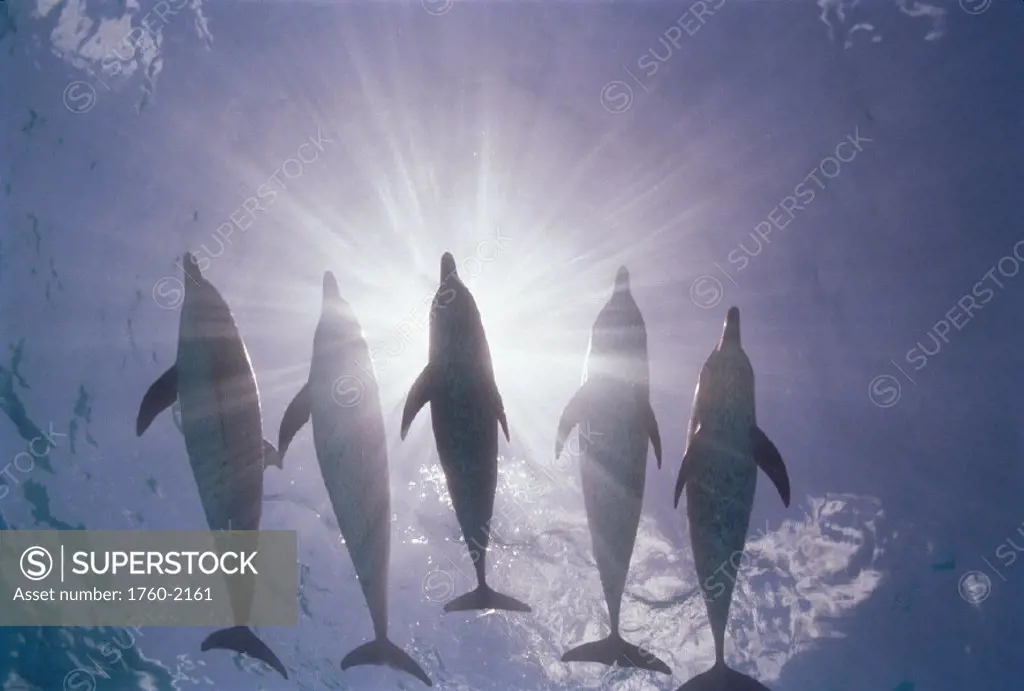CARI Little Bahama Bank 5 Atlantic spotted dolphins silhouette D1923 sunburst surface (Stenella)