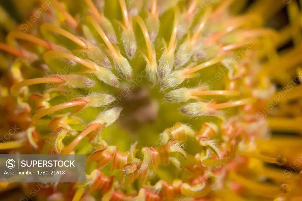 Close-up top view red pin cushion protea blossom or leucospermum, texture detail
