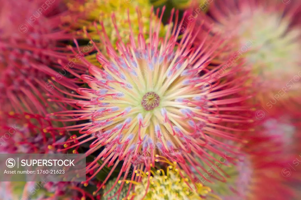 Close-up top view red pin cushion protea blossom or leucospermum, texture detail