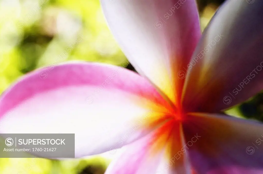 Extreme close-up of a plumeria blossom, pink, white and yellow, green background